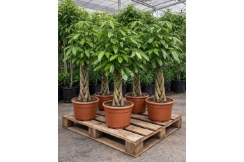 MONEY TREE 5 FT 